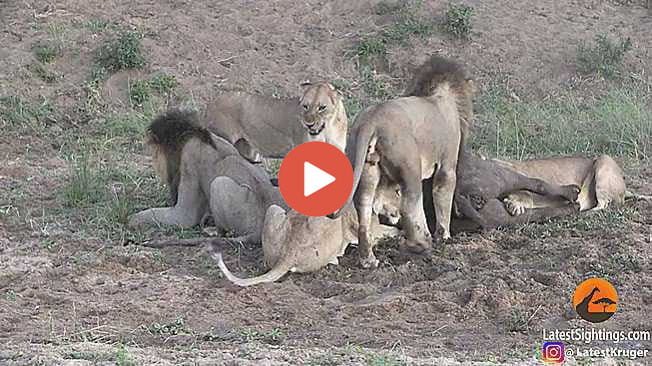 Sher ka video: सामने पड़ा था मेहनत से किया शिकार, इसी बीच आपस में ही उलझ गए शिकारी शेर, इत्मीनान से उठकर चलता बना भैंसा