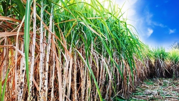 Sugarcane New Variety: गन्‍ने की ये वैरायटी आधे खर्च पर एक एकड़ में देगी 55 टन पैदावार, पानी भी लगता है कम, जानें किस्‍म की अन्‍य खासियतें 