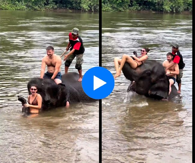 Hathi ka video: नदी में हाथी पर बैठे थे लोग, सूंड पर बैठी लड़की के साथ  मस्‍ती में कर दी ऐसी हरकत, वीडियो देख आ जाएगा मजा - Betul Update