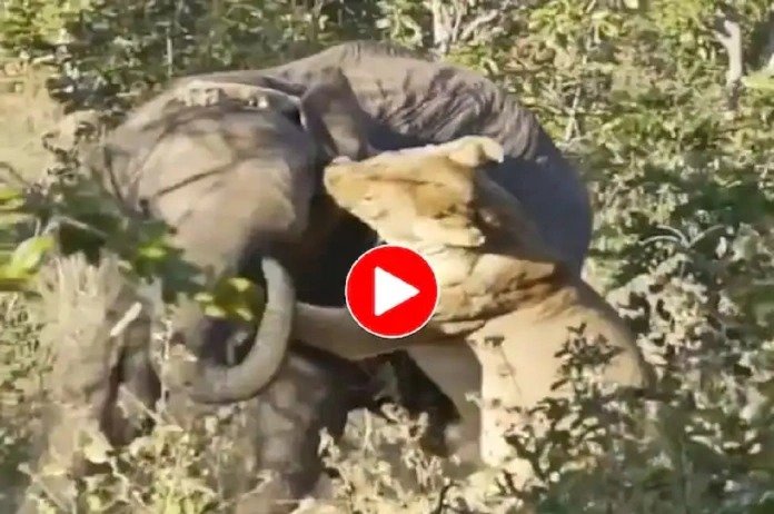 Hathi aur sher ka video: इतने बड़े हाथी को चित करने टूट पड़ी शेरनी, किया जबरदस्त प्रहार, देखा नहीं होगा ऐसा दृश्य