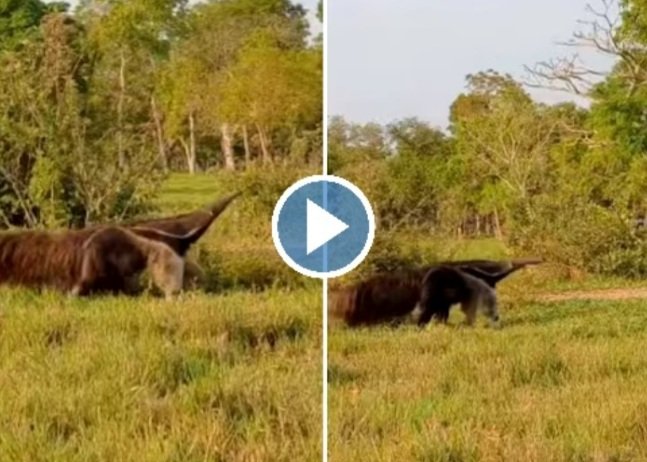 Creature Viral video: सूंड भी है और लंबी पूंछ भी, लेकिन हाथी नहीं है यह विचित्र जीव, वीडियो हो रहा वायरल