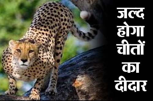 Cheetah in MP : नामीबिया से लाए चीतों का इस तारीख से हो सकेगा दीदार, सीएम शिवराज सिंह ने प्रवासी सम्मेलन में किया ऐलान