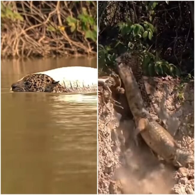 Video of Tendua and Magarmachcha: Leopard entered the river and hunted crocodile, must not have seen such a video