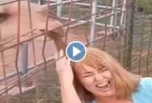 Camel Funny Video: ऊंट के साथ सेल्फी ले ले उसके पास पहुंच गई लड़की, उठने बाल पकड़कर ऐसे खींचा देख कर छूट जाएगी हंसी