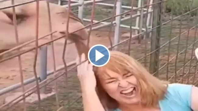 Camel Funny Video: ऊंट के साथ सेल्फी लेने उसके पास पहुंच गई लड़की, उठने बाल  पकड़कर ऐसे खींचा देख कर छूट जाएगी हंसी - Betul Update