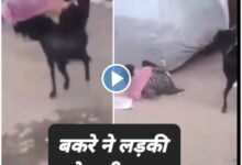 Bakre ka video: राह चलती लड़की को बकरे ने मारी टक्कर, सोशल मीडिया पर वायरल हुआ वीडियो