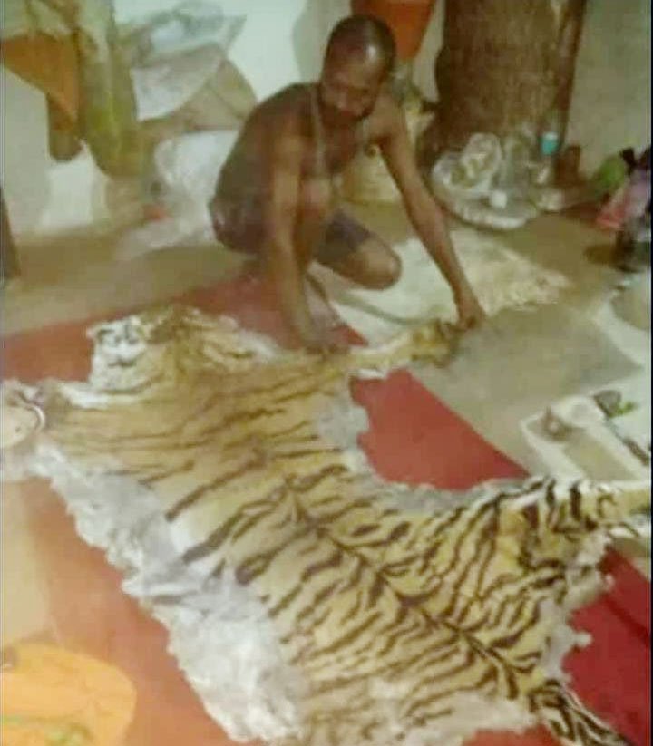 Betul Tiger Ka Shikar : बैतूल में हुआ था बाघ का शिकार, विभाग ने की पुष्टि, पूर्व जनपद सदस्य समेत 5 गिरफ्तार