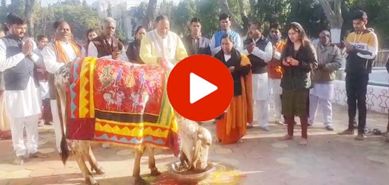 Uma Bharti in Betul: पूर्व सीएम उमा भारती ने भारत भारती गौशाला में की गौमाता की आरती, दिया नया नारा- 'शराब छोड़ो, देशी गाय का दूध पियो'
