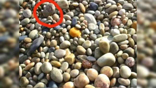 Optical Illusion Pictures: A crab is hidden somewhere in the middle of colorful stones, only a mastermind can find it, so try it once.