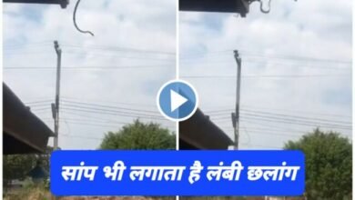 Sanp Ka Viral Video: सांप भी लगाता है लंबी छलांग, यकीन ना हो तो देखें वीडियो, ऐसे लगा कि सांप नहीं बल्कि हो इंसान