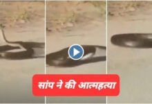 Saanp ne Ki Suicide: जिंदगी से तंग आकर सांप ने कर ली आत्महत्या! फन को जमीन पर पटक-पटक कर निकाल लिए प्राण, देखें वीडियो