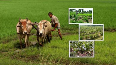 sowing of rabi crops : देश में पांच सालों में सबसे ज्यादा हुई बुआई, धान का रकबा सबसे ज्यादा बढ़ा, होगा बंपर उत्पादन