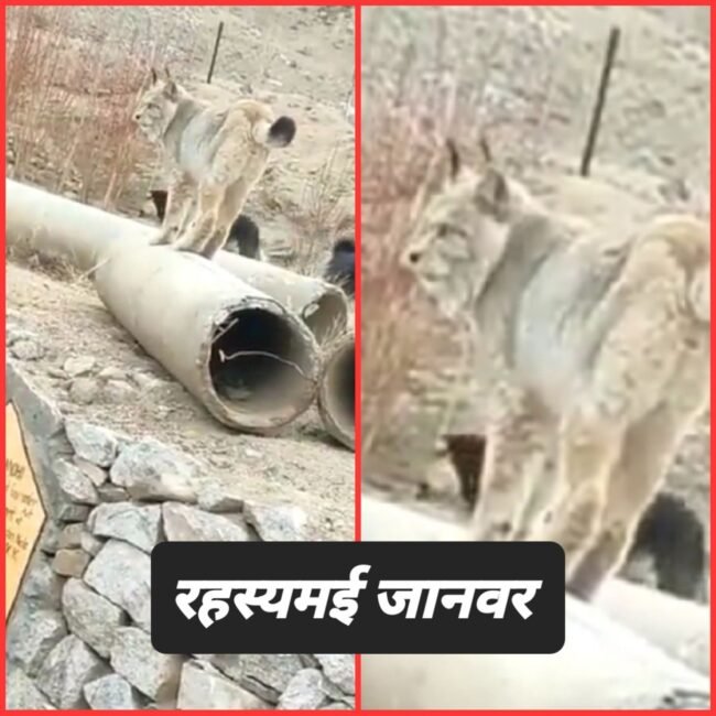 Mysterious Animal: Mysterious animal seen in the mountains, IFS officer also surprised, asked its name?