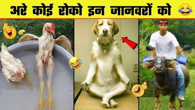 Funny Videos: इन जानवरों के कारनामे देख नहीं रोक पाएंगे अपनी हंसी, देखें दिलचस्‍प वीडियो