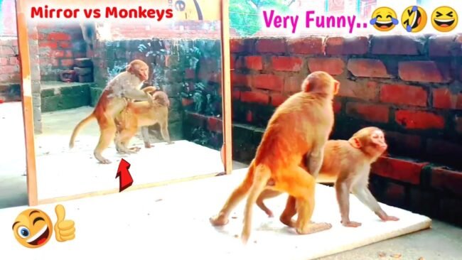 Monkey Viral Video: बंदर आईने में खुद को देखकर कर रहा है अलग-अलग स्‍टाइल, जिसकों देखने के बाद नहीं रूकेगी आपकी हंसी