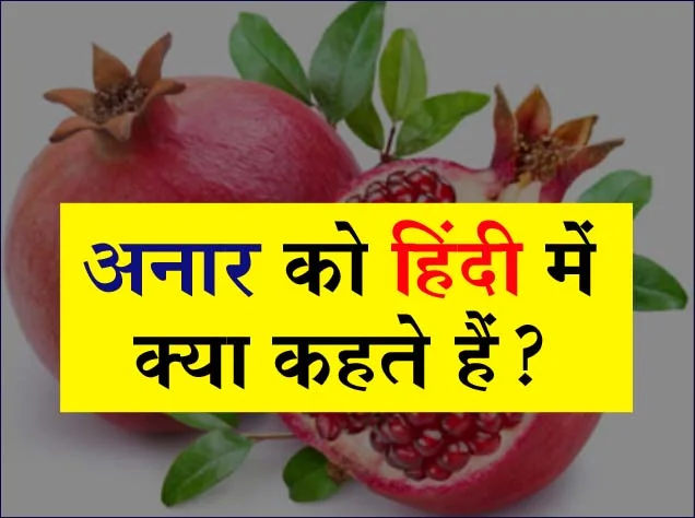 Trending Quiz : अनार को हिंदी में क्या कहते हैं?