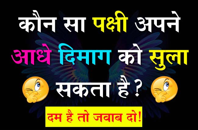 Interesting GK Quiz: कौन सा पक्षी अपने आधे दिमाग को सुला सकता है ?