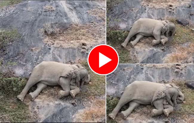 Baby Elephant Video : मां से मिलते ही खुशी से झूमा Baby Elefant, ऐसे लुटाया प्यार देखने वाले हो गए भावुक, देखें Video