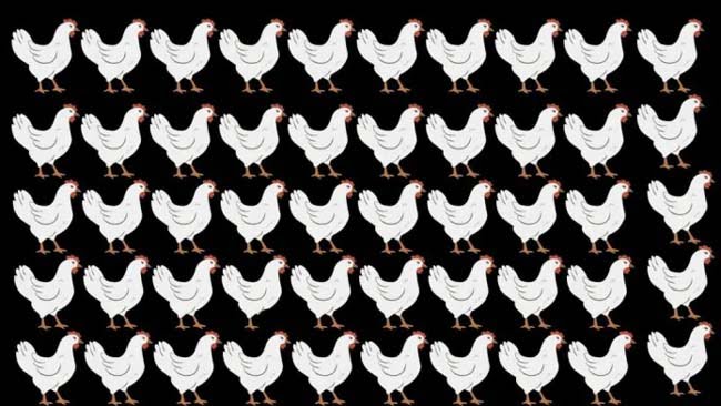 Optical Illusion : 99% लोग नहीं ढूंढ पाए तस्‍वीर में छिपी एक अलग मुर्गी, क्या आपको दिखी?