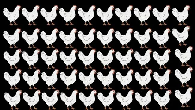 Optical Illusion : 99% लोग नहीं ढूंढ पाए तस्वीर में छिपी एक अलग मुर्गी, क्या आपको दिखी?