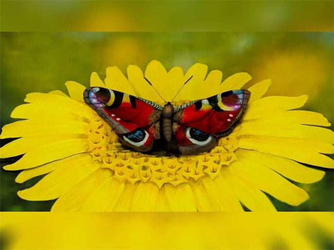 Optical Illusion : सूरजमुखी और तितली के कहां छिपा हुआ है महिला का चेहरा? 7 सेकंड में चैलेंज करें पूरा...