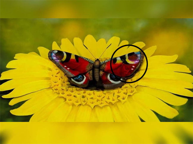 Optical Illusion : सूरजमुखी और तितली के कहां छिपा हुआ है महिला का चेहरा? 7 सेकंड में चैलेंज करें पूरा...