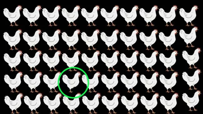 Optical Illusion : 99% लोग नहीं ढूंढ पाए तस्वीर में छिपी एक अलग मुर्गी, क्या आपको दिखी?