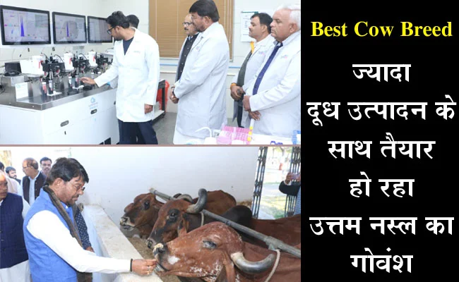 Best Cow Breed : ज्यादा दूध उत्पादन के साथ तैयार हो रहा उत्तम नस्ल का गोवंश, इस संस्थान में हो रहा यह चमत्कार