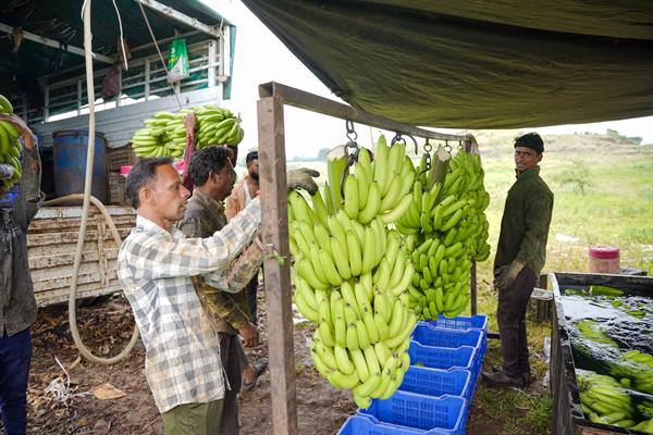 Kele Ki Kheti : एमपी के इस जिले के केलों की कई देशों में मांग, किसान हो रहे मालामाल