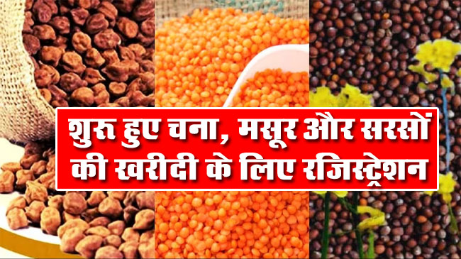 MP Procurement: शुरू हुए चना, मसूर और सरसों की खरीदी के लिए रजिस्ट्रेशन, यहां जानें आवेदन की प्रक्रिया