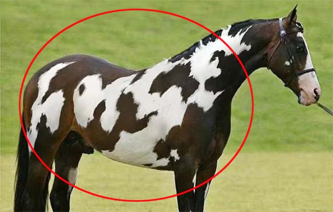 Optical Illusion : तेज बुद्धि वाला ही बताएगा कहां छिपा है तस्‍वीर में दूसरा घोड़ा, 1 मिनट में करें चैलेंज पूरा