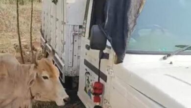 Betul News : एसपी के कमिटमेंट के नजर आने लगे नतीजे, गोवंश तस्करी की दो कोशिशें नाकाम, दस बेजुबानों की बची जान