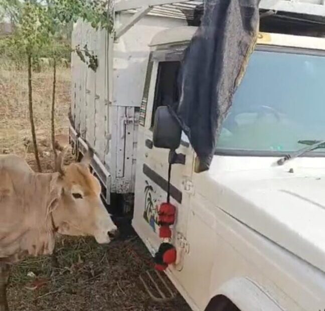 Betul News : एसपी के कमिटमेंट के नजर आने लगे नतीजे, गोवंश तस्करी की दो कोशिशें नाकाम, दस बेजुबानों की बची जान