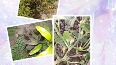 Fasal Ka Beemari Se Bachav : आम और अमरूद के सूख रहे हो पेड़ तो उठाएं यह कदम, जरुर मिलेगा लाभ