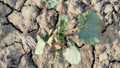 Bhindi Ki Kheti : सिंचाई के बाद भी सूख रहे हैं भिंडी के पौधे तो तुरंत उठाएं यह कदम