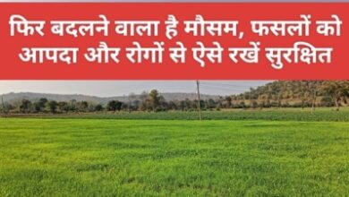 Agro Advisory MP : फिर गिरेंगे ओले और होगी बारिश, फसलों को आपदा और रोगों से ऐसे रखें सुरक्षित
