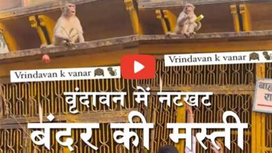 Vrindavan ke Bandar Ka video : चालाक बंदर के आगे शख्‍स की जरा भी नहीं चली होशियारी, नटखट बंदर का वीडियो वायरल....