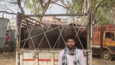 Betul News : कत्लखाना ले जाई जा रही थी भैंस, सूचना पर पुलिस ने बचाई जान, पिकअप जब्त, आरोपी गिरफ्तार
