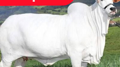 World Most Expensive Cow: 40 करोड़ में बिकी ये भारतीय गाय, जानिए ऐसा क्या हैं खास?