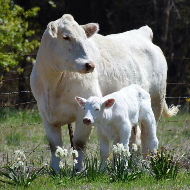 World Most Expensive Cow: 40 करोड़ में बिकी ये भारतीय गाय, जानिए ऐसा क्या हैं खास?