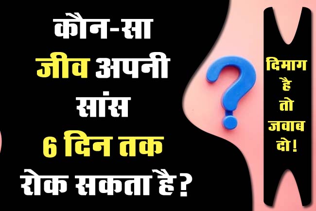 GK Question : कौन-सा जीव अपनी सांस 6 दिन तक रोक सकता है?