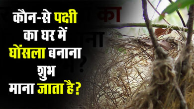 GK Question : कौन-से पक्षी का घर में घोंसला बनाना शुभ माना जाता है?