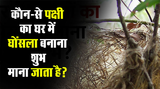GK Question : कौन-से पक्षी का घर में घोंसला बनाना शुभ माना जाता है?