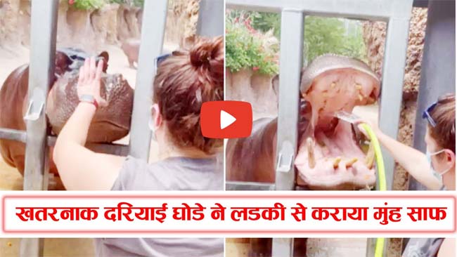 Hippo Viral Video: ऐसे होती है दरियाई घोड़े के मुंह की सफाई, खतरनाक वीडियो देख कांप जाएंगे