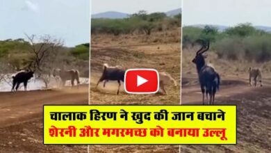 Viral Video: चालाक हिरण ने खुद की जान बचाने शेरनी और मगरमच्छ को बनाया उल्लू, रोंगटे खड़े कर देगा VIDEO....