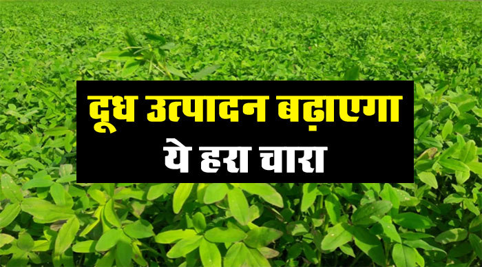 Berseem Farming: दूध उत्पादन बढ़ाएगा ये हरा चारा, किसान ले रहे लाखों का मुनाफा, ऐसे करें खेती...