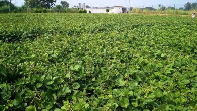 Moong Ki Unnat Kism : मूंग की इस किस्म में नहीं होता पीला मोजेक रोग का प्रकोप, 12 क्विंटल तक देती है उत्पादन