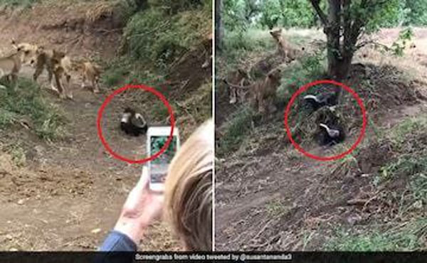 Honey Badger Vs Lion: शेरों के झुंड से भिड़ गया छोटा सा जानवर, देखें रोमांचकारी वीडियो