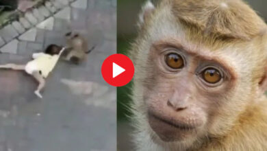 Bandar ka video : बाइक लेकर आया बंदर और करने लगा बच्‍ची को किडनैप करने की कोशिश, वीडियो देख लोग हैरान