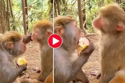 Bandar Ka Video: पहले ललचाया फिर खुद ही मटक-मटककर सेब खाने लगा बंदर, देखकर आ जाएगी हंसी
